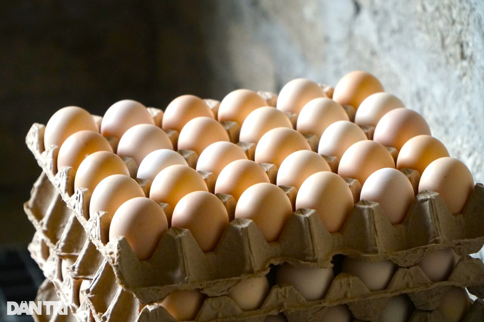 2 người đàn ông tuổi Dậu bỏ lương cao về quê làm chuyện kỳ lạ với trứng gà - 10