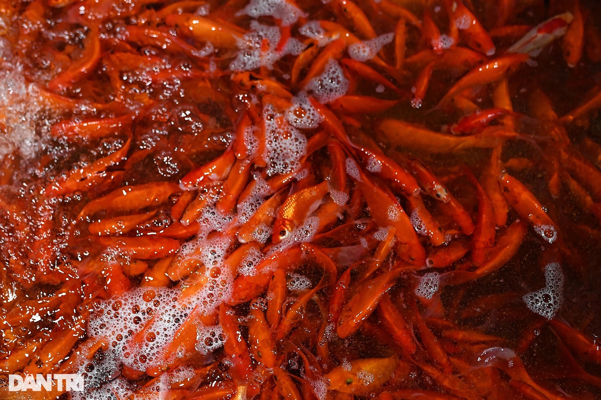 Chợ cá Yên Sở rực sắc đỏ, nhộn nhịp bán xuyên đêm ngày ông Táo về trời - 3