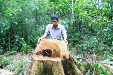 Bình Định: Lâm tặc triệt hạ rừng sát tỉnh lộ, kiểm lâm "mũ ni che tai"?