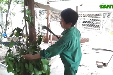 Mô hình nuôi hươu sao, bò và dúi của chàng công nhân