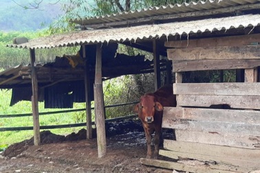 Gần 500 con trâu bò chết tại một huyện miền núi