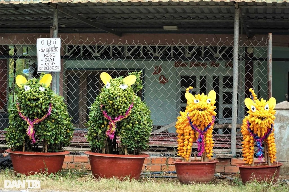 Nông dân hô biến quất cảnh thành linh vật chưng Tết, không đủ hàng để bán - 2 Nông dân hô biến quất cảnh thành linh vật chưng Tết, không đủ hàng để bán - 2