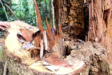 Khởi tố vụ phá rừng lim “khủng” ở huyện Nam Giang