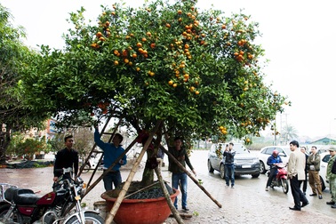 “Lão quýt” đã được bán với giá 170 triệu đồng