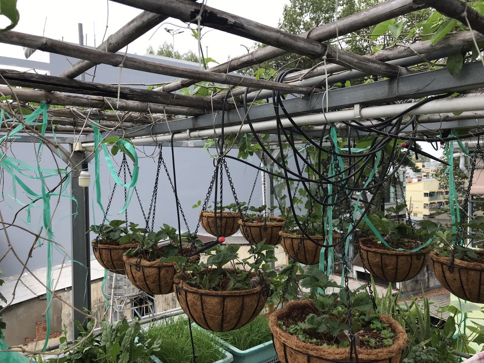 Chi 30 triệu đồng làm vườn sân thượng, gia chủ Sài Gòn thu hoạch mỏi tay - 8 Chi 30 triệu đồng làm vườn sân thượng, gia chủ Sài Gòn thu hoạch mỏi tay - 8