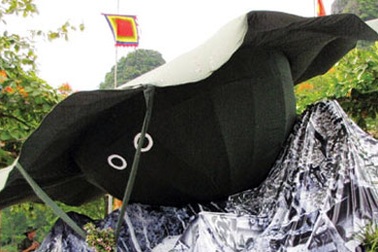 Mũ tai bèo khổng lồ đăng ký kỷ lục thế giới