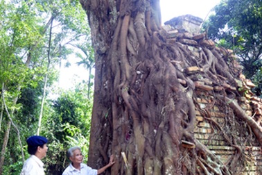 Kỳ bí cây bồ đề che chở am cổ hàng trăm năm tuổi