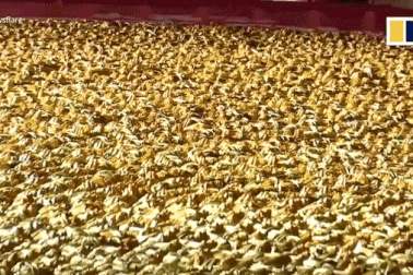 "Choáng" nồi hấp khổng lồ nấu 20.000 con cua lông cùng lúc