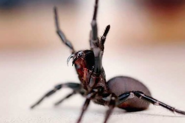 Điểm danh những loài nhện độc nhất thế giới có khả năng gây chết người