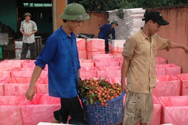 Việt Nam không nhập vải tươi Trung Quốc 