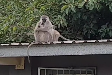 Clip khoảnh khắc cảm động của khỉ con khi được trả tự do "đốn tim" dân mạng