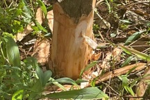 Nửa đêm mang dao chặt phá vườn "cây tỷ đô" của người khác vì ghen tức