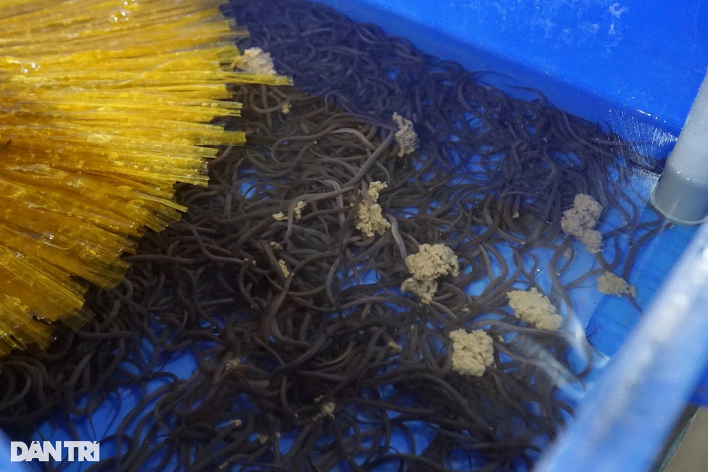 Chăm lươn như em bé, anh nông dân miền Tây đút túi tiền triệu mỗi ngày - 5 Chăm lươn như em bé, anh nông dân miền Tây đút túi tiền triệu mỗi ngày - 5