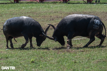 Trâu nặng 1,3 tấn vô địch lễ hội chọi trâu Đồ Sơn