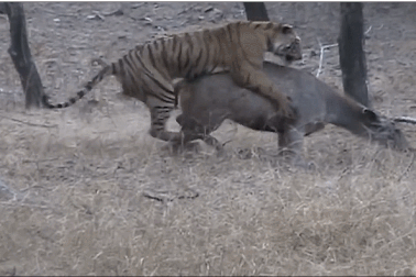 Cận cảnh hổ xử lý tình huống "khó" để hạ gục con mồi