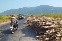 1.000 tấn mía có nguy cơ thành củi vì sự cố nhà máy đường