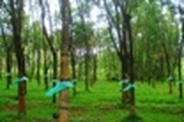 Điều tra nhóm đối tượng ngăn cản đấu giá lô cao su hơn 45 tỷ đồng