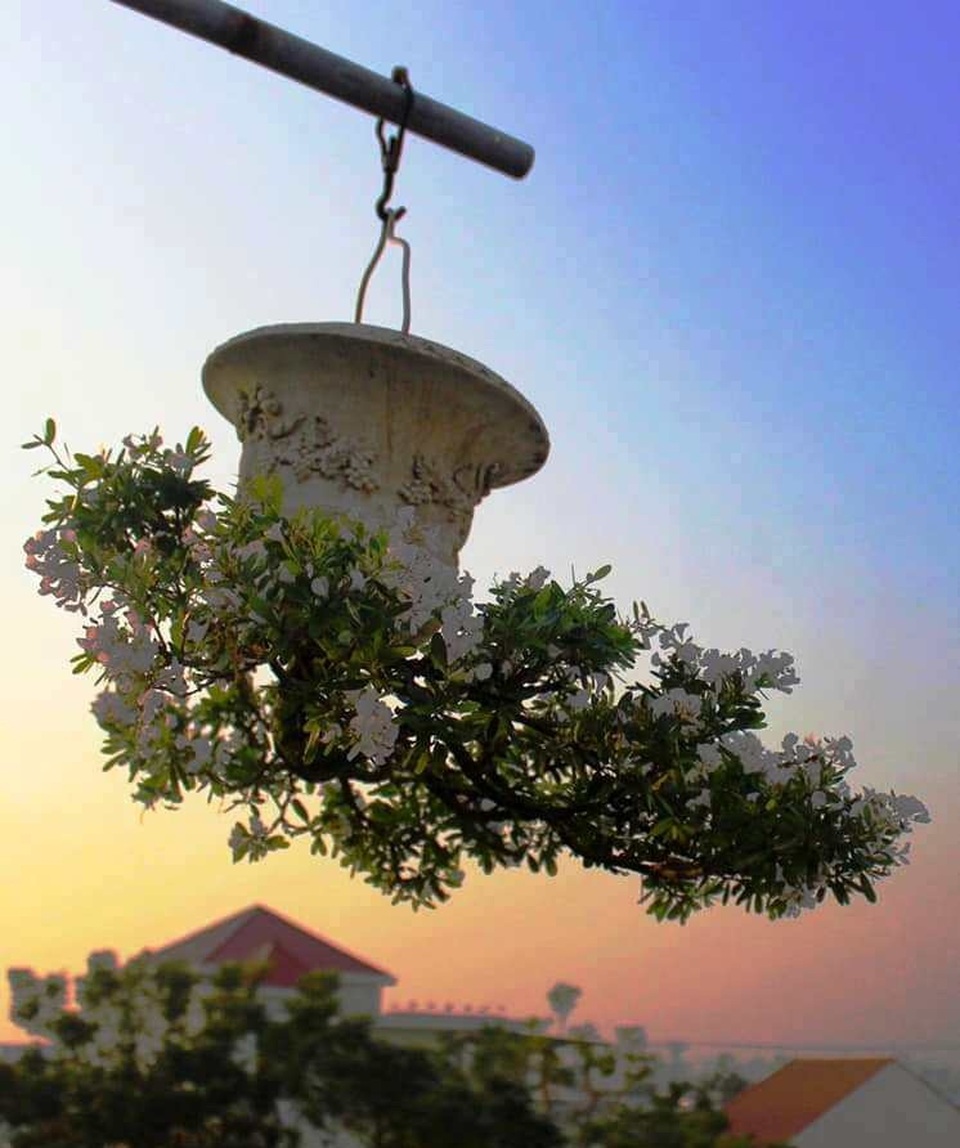 Vườn bonsai ngược trăm triệu đồng trên sân thượng nhà phố ở Quảng Nam - 4 Vườn bonsai ngược trăm triệu đồng trên sân thượng nhà phố ở Quảng Nam - 4