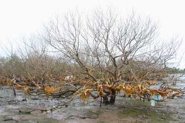 Báu vật làng biển chết khô, người dân lo mất sinh kế