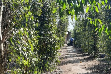 Mâu thuẫn khi hát karaoke, một người bị đâm chết