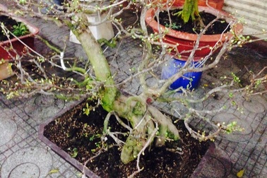 Bắt giữ 2 tên trộm cây mai kiểng trị giá 25 triệu đồng