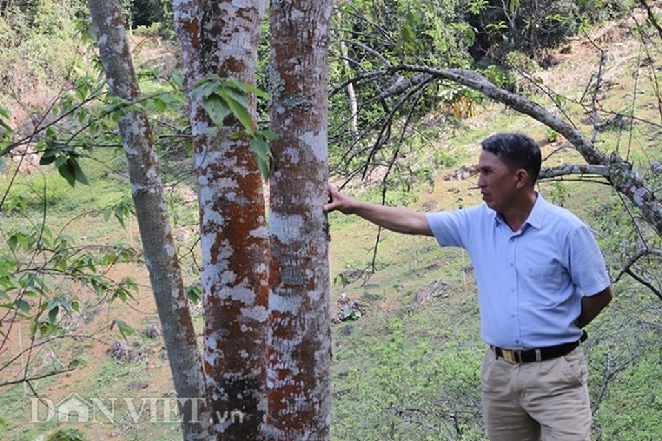 20 năm trước chôn những cây vàng trên núi, giờ giàu nhất vùng - 2