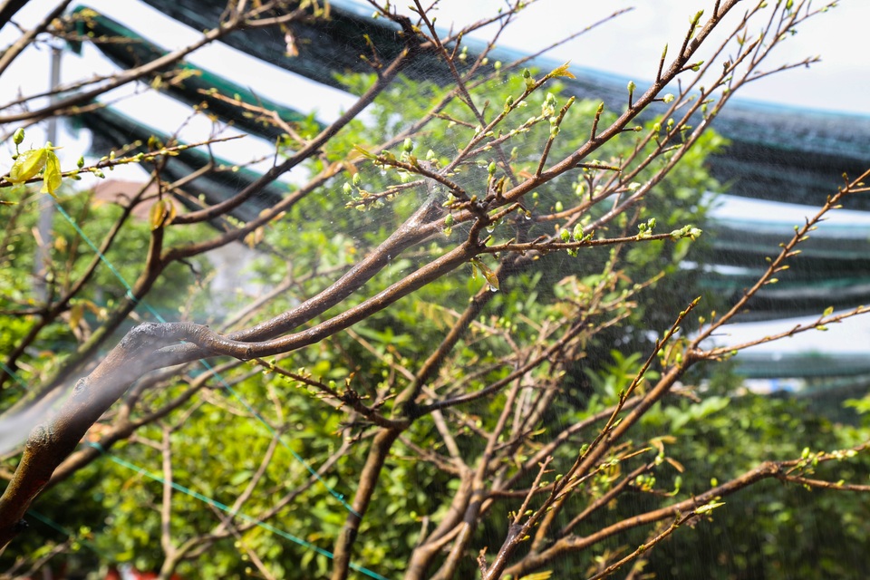 Gian nan nghề cho thuê mai chơi Tết trong dịch Covid-19 - 6 Gian nan nghề cho thuê mai chơi Tết trong dịch Covid-19 - 6