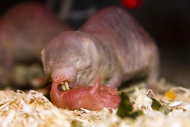 Chuột chũi trụi lông ăn phân chuột chúa để nhận chỉ thị nuôi con