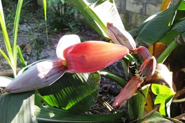 Chặt bỏ cây chuối trổ một lúc 4 bắp vì bị quấy rầy 