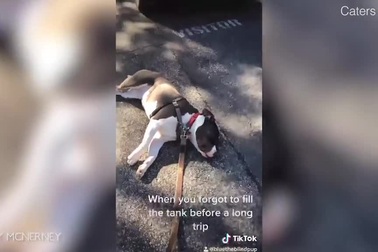 Chú chó giả chết để trì hoãn về nhà