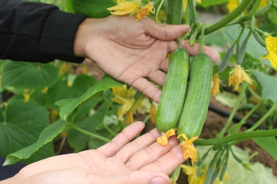 Trồng dưa trong nhà kính, thu lời cả trăm triệu đồng - 2 Trồng dưa trong nhà kính, thu lời cả trăm triệu đồng - 2