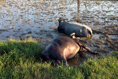 Hai con trâu chết do điện giật