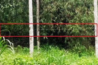 Đấu nối điện vào thân cau để chống trộm