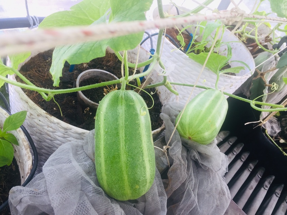 Gia chủ Sài Gòn vác đất lên sân thượng, làm vườn rau trái xanh sum suê - 8