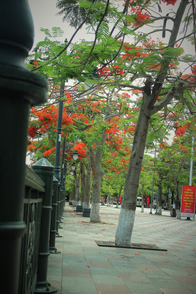 Người dân thành phố hoa phượng đỏ ủng hộ lựa chọn giải pháp bảo đảm an toàn nhưng không “lạm sát” cây xanh - Ảnh 16. Người dân thành phố hoa phượng đỏ ủng hộ lựa chọn giải pháp bảo đảm an toàn nhưng không “lạm sát” cây xanh - Ảnh 16.