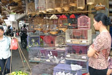 Chim cảnh “ngắc ngoải chờ chết”