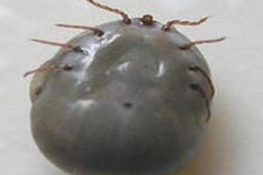 Có ve chó đốt truyền bệnh nguy hiểm ở Việt Nam?