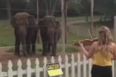 2 chú voi lắc lư theo nhạc “gây sốt” trên Internet