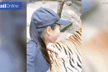 Nữ du khách táo tợn nắm "bộ phận nhạy cảm" của hổ để chụp ảnh