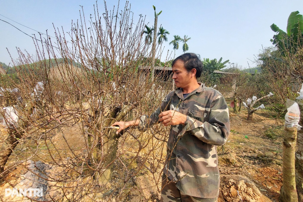 Thương lái liên tục chốt đơn, người trồng đào mải bán hàng quên cả ngủ - 1
