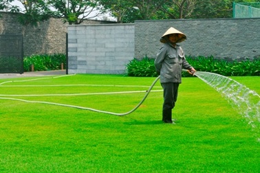 Khấm khá từ nghề trồng cỏ ngoại