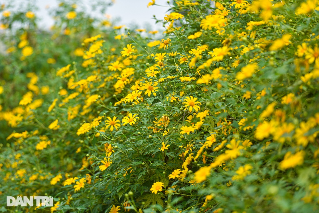 Ngắm vườn hoa dã quỳ 200 cây phủ sắc vàng giữa lòng Hà Nội - 10 Ngắm vườn hoa dã quỳ 200 cây phủ sắc vàng giữa lòng Hà Nội - 10