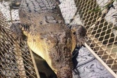 Suýt bị cá sấu ăn thịt vì nhảy xuống sông để “lấy le” với bạn gái