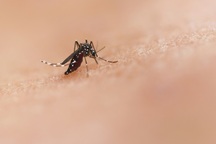 Tình hình mới nhất về bệnh Chikungunya và Zika ở TPHCM