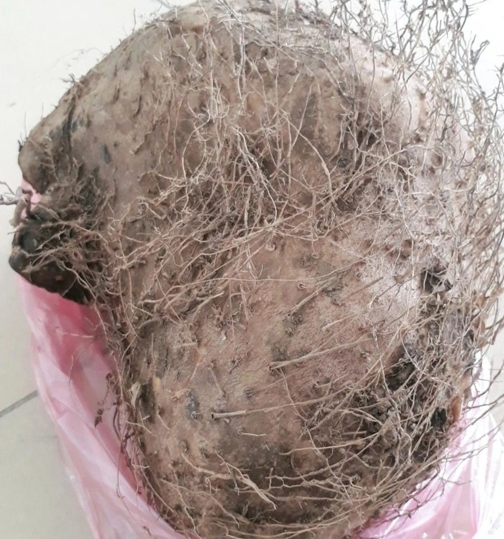 Nấu canh xương với củ lạ lấy trên rừng, 7 người ở Lào Cai ngộ độc - 1 Nấu canh xương với củ lạ lấy trên rừng, 7 người ở Lào Cai ngộ độc - 1