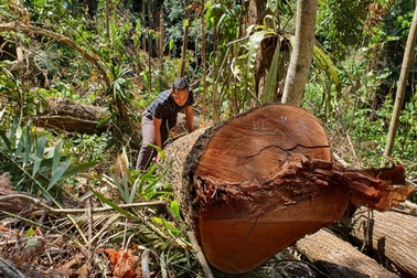 Khởi tố nhóm lâm tặc "xẻ thịt" rừng, livestream bán gỗ