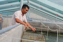 Cựu chiến binh lãi gần 1 tỷ đồng mỗi năm nhờ nuôi tôm kiểu mới