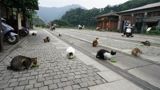 Ngôi làng của mèo – Làng Houtong, Đài Loan.