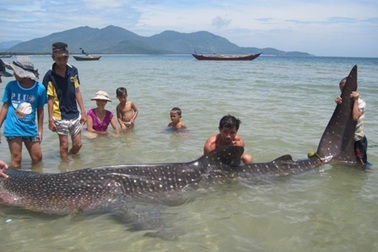 Xuất hiện cá voi nhám tại vùng biển Thừa Thiên - Huế