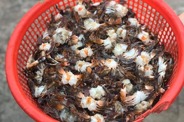 Cua đồng, cua biển "cháy hàng" trong ngày nắng như "đổ lửa"